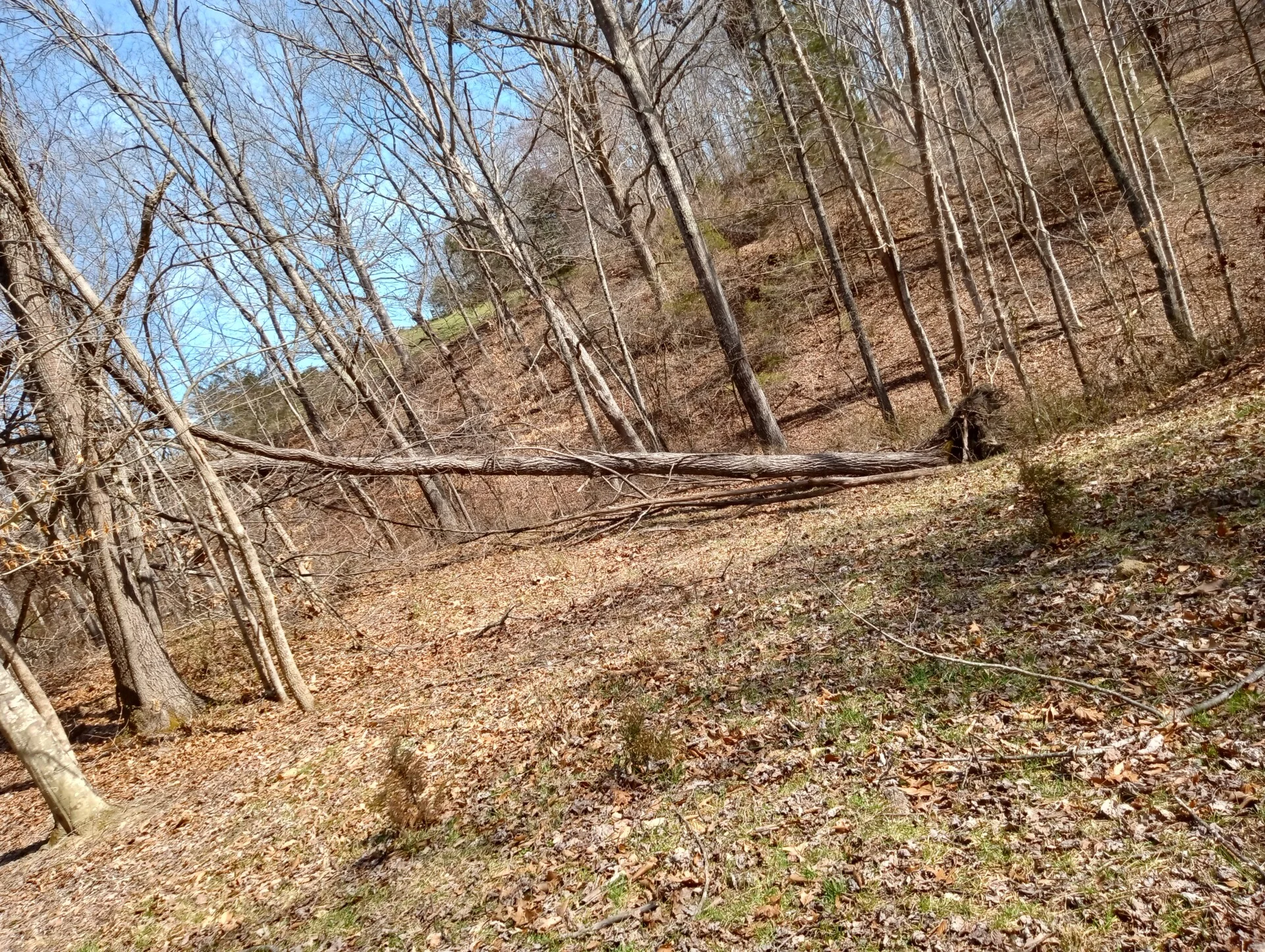 Derecho Windstorm