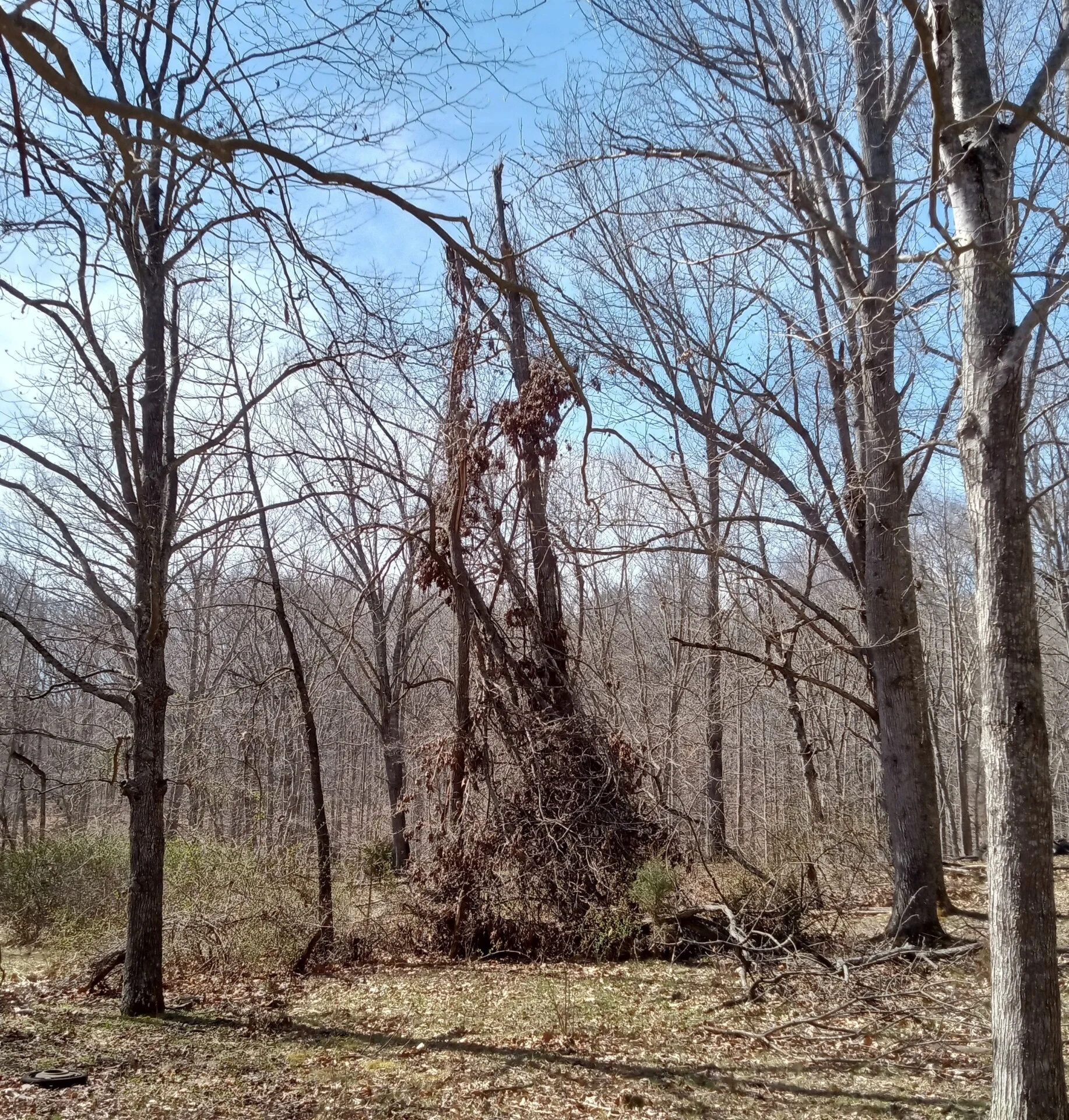 Derecho Windstorm