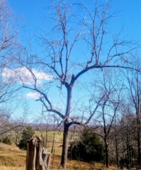 Various images of 'naked' trees