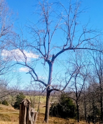 Various images of 'naked' trees