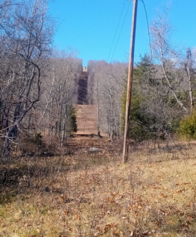 Various Images of 'naked' trees of Dogwood Meadows