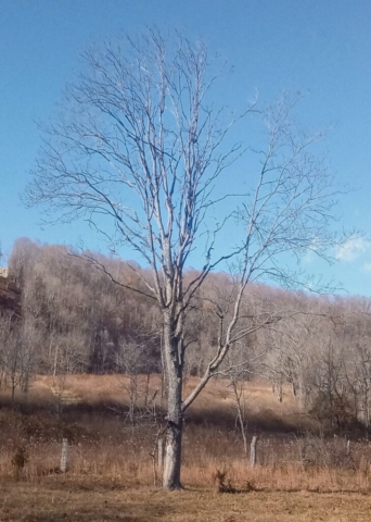 Various Images of 'naked' trees of Dogwood Meadows