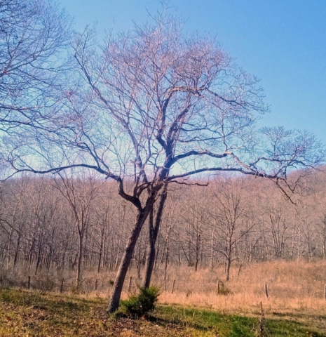 Various Images of 'naked' trees of Dogwood Meadows