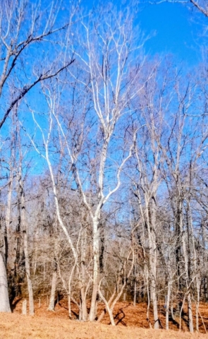 Various Images of 'naked' trees of Dogwood Meadows