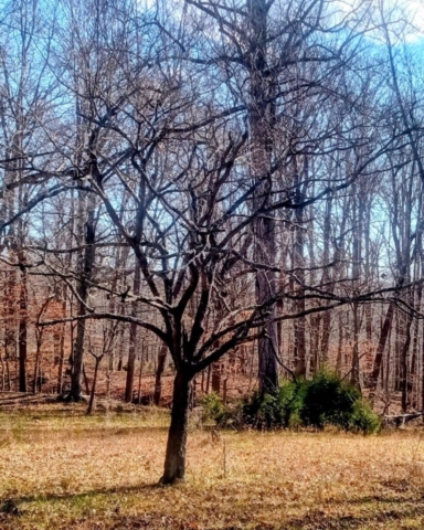 Various Images of 'naked' trees of Dogwood Meadows
