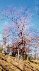 Various Images of 'naked' trees of Dogwood Meadows