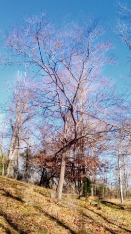 Various Images of 'naked' trees of Dogwood Meadows