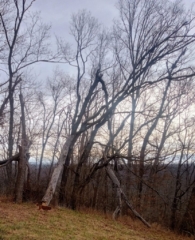 Various Images of 'naked' trees of Dogwood Meadows