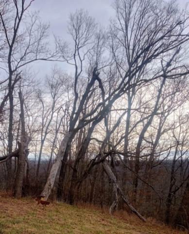 Various Images of 'naked' trees of Dogwood Meadows