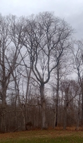 Various images of "naked 'trees of Dogwood Meadows